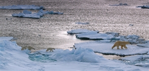 Polar bear with cubs - M/S Expedition